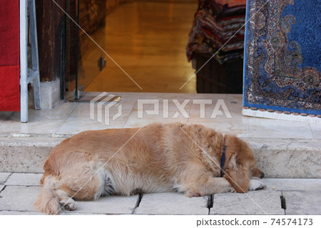 The dog is sleeping on the doorstep. 74574173