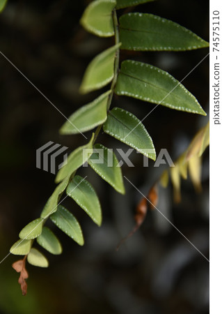 Tropical plants 74575110