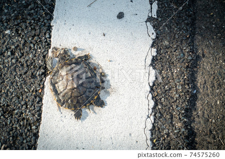 烏龜被汽車碾過的照片 74575260