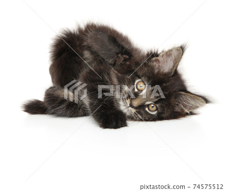 Maine-coon kitten resting on white background 74575512
