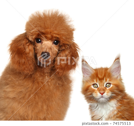 Maine coon cat and toy poodle together 74575513