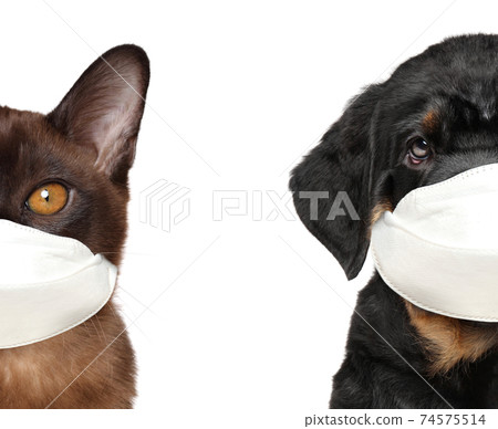 Half portrait of a cat and a dog in protective masks 74575514