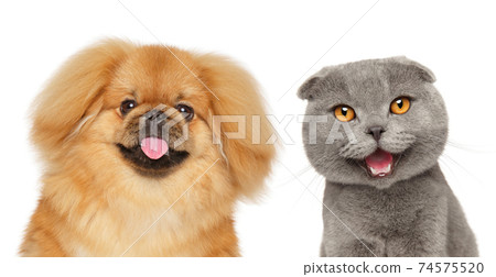 Happy cat and dog on white background 74575520