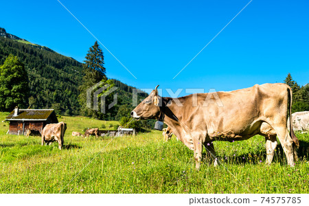 Grazing cows in the Swiss Alps Grazing cows in the Swiss Alps 74575785