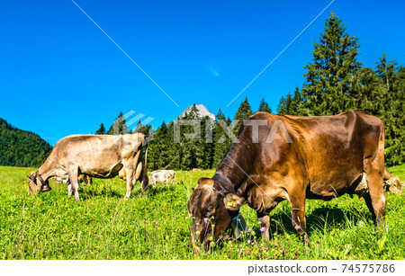Grazing cows in the Swiss Alps Grazing cows in the Swiss Alps 74575786