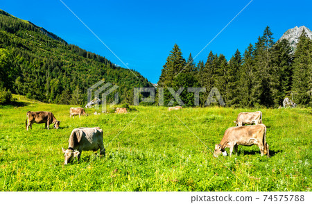 Grazing cows in the Swiss Alps Grazing cows in the Swiss Alps 74575788