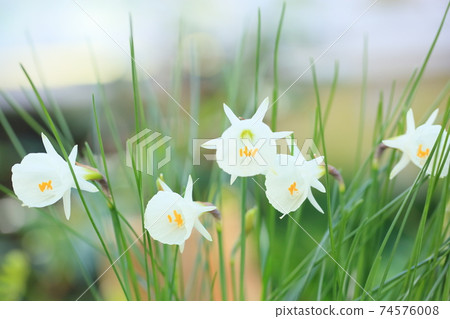 Narkis cantabrisk flower 74576008