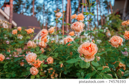 Beautiful roses in the garden, growing different varieties of flowers. Close up of a beautiful flower. Beautiful roses in the garden, growing different varieties of flowers. Close up of a beautiful flower. 74576393