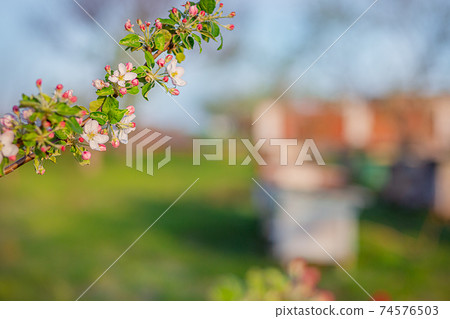Close up of blooming buds of apple tree in the garden. Blooming apple orchard in spring sunset. 74576503