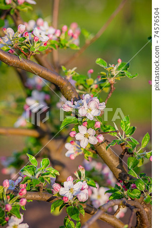 Close up of blooming buds of apple tree in the garden. Blooming apple orchard in spring sunset. 74576504