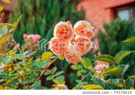 Beautiful roses in the garden, growing different varieties of flowers. Close up of a beautiful flower. Beautiful roses in the garden, growing different varieties of flowers. Close up of a beautiful flower. 74576619