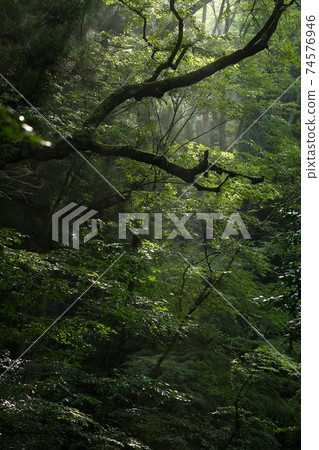 陣陣陽光穿過樹木之間的縫隙 74576946