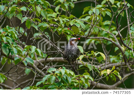 夜鶯覓食 夜鶯覓食 74577305