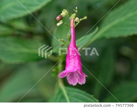 Horticultural plant Vercellia Bubarina 74577306