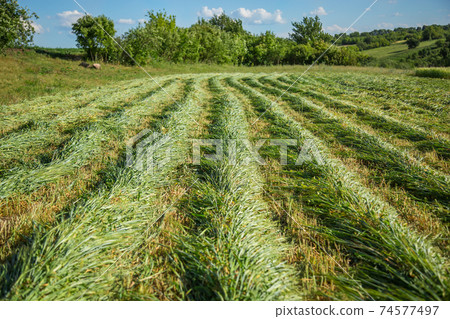Work on an agricultural farm. A red tractor cuts a meadow. 74577497