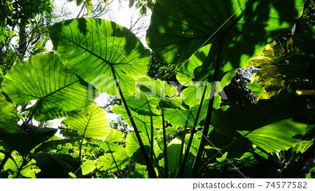 Alocasia landscape Alocasia landscape 74577582