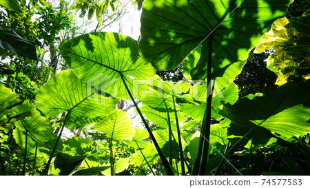 Wild Alocasia Wild Alocasia 74577583