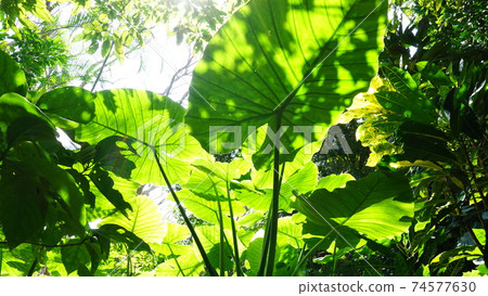 Alocasia leaves and the sun 74577630
