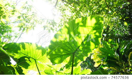 海芋葉子和陽光 海芋葉子和陽光 74577636