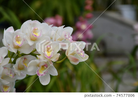 園藝冬季溫室 74577806