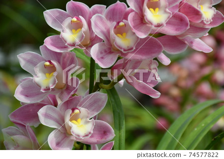 Gardening winter greenhouse Gardening winter greenhouse 74577822