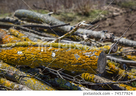 Yellow lichen on tree branches, cut tree struck by parasitic moss. 74577924