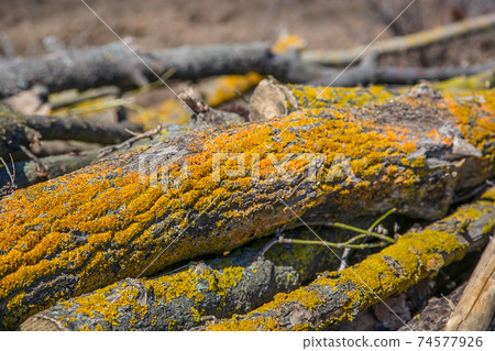 Yellow lichen on tree branches, cut tree struck by parasitic moss. 74577926