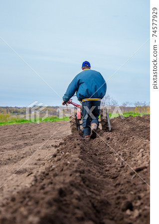 Man using a cultivator in a field on a farm, before planting potatoes. 74577929