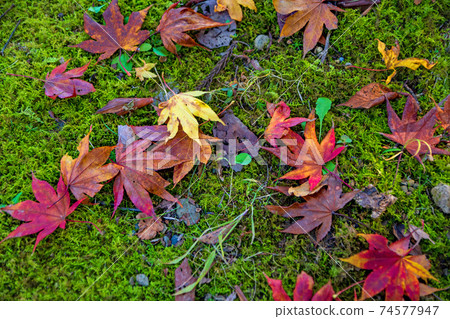 Autumn leaves hunting, fallen leaves, autumn scenery 74577947
