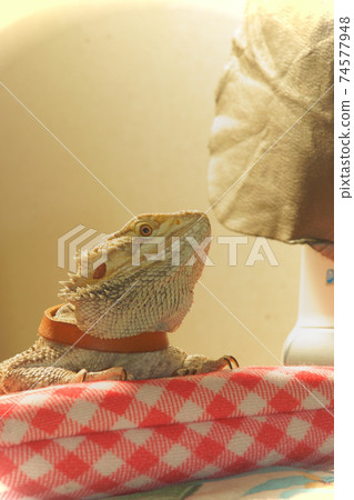 大鬍子的龍擱在anka上 74577948