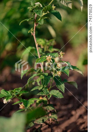 Flowers and unripe fruits of raspberry in the garden. Fresh ripe raspberries in a clay bowl under a raspberry bush. 74578029
