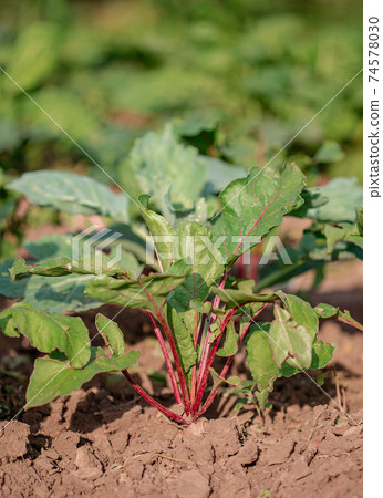 Young plants of beet in the garden. Young plants of beet in the garden. 74578030
