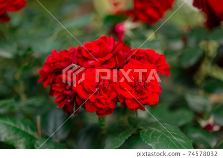 Beautiful roses in the garden, growing different varieties of flowers. 74578032