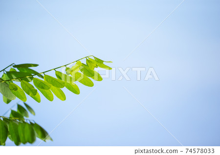 Acacia leaves on the blue sky background in summer sunshine. Acacia leaves on the blue sky background in summer sunshine. 74578033