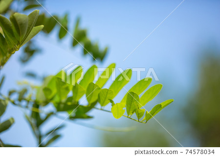 Acacia leaves on the blue sky background in summer sunshine. Acacia leaves on the blue sky background in summer sunshine. 74578034