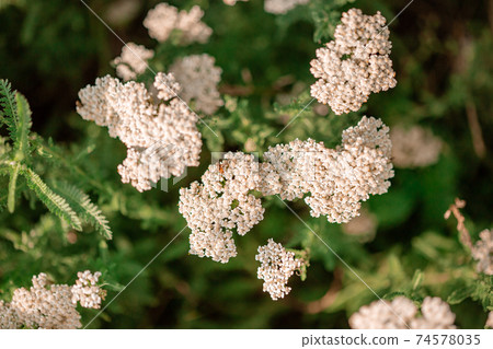 Common Yarrow Achillea millefolium white flowers close up on green blurred grass floral background, selective focus. Medicinal wild herb Yarrow. Common Yarrow Achillea millefolium white flowers close up on green blurred grass floral background, selective focus. Medicinal wild herb Yarrow. 74578035