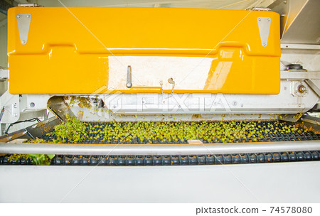 Process Of Crushing The Grapes In Winemaking. 74578080