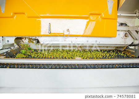 Process Of Crushing The Grapes In Winemaking. 74578081
