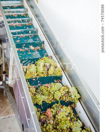 Modern winery machine with grapes. Process Of Crushing The Grapes In Winemaking. 74578086
