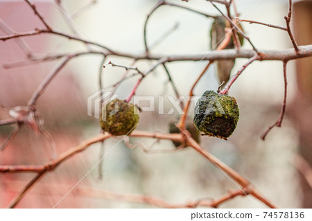 Apple tree without leaves and with fruit in winter. Seasonal natural scene. Apple tree without leaves and with fruit in winter. Seasonal natural scene. 74578136