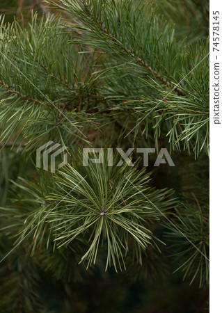 Green spruce close up framing open copy space with new spring growth and pine cones. Christmas concept. Green spruce close up framing open copy space with new spring growth and pine cones. Christmas concept. 74578145