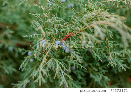 Background of the shrub of juniper at selective focus. 74578171