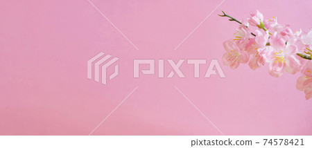 Cherry blossoms and pink walls Cherry blossoms and pink walls 74578421