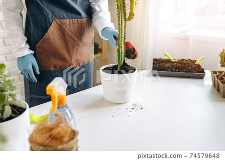 Unrecognizable female transplanting home plant close up. 74579648