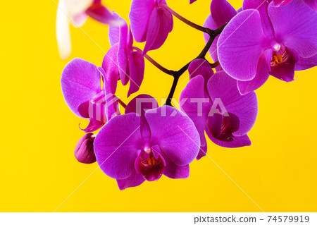Purple orchid flowers on bright yellow background 74579919