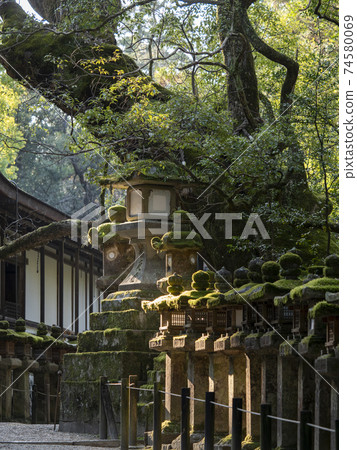 Moss-covered stone lanterns and sacred trees 74580069