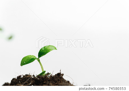 Small sprout of a growing plant in soil close up 74580353
