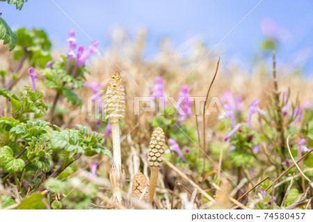 Horsetail that makes you feel spring (horsetail) 74580457