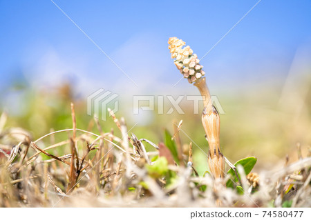 Horsetail that makes you feel spring (horsetail) 74580477
