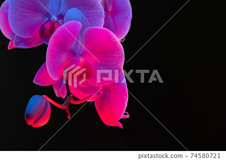 Branch of orchid flowers on dark background in neon light Branch of orchid flowers on dark background in neon light 74580721